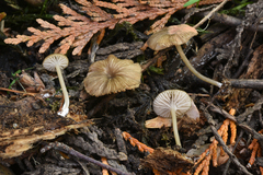 Cyanula