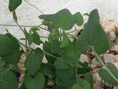 Aristolochia baetica