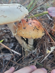 Amanita persicina