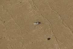 Cicindela hirticollis