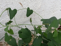 Aristolochia baetica