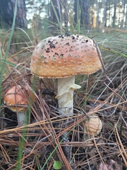 Amanita persicina