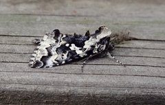 Syngrapha rectangula
