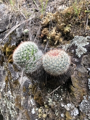 Mammillaria jaliscana jaliscana