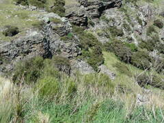 Carmichaelia australis