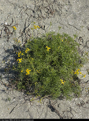 Coreocarpus dissectus