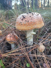 Amanita persicina