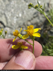 Coreocarpus dissectus