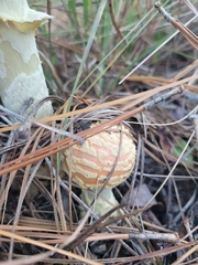 Amanita persicina