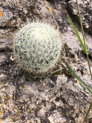 Mammillaria jaliscana jaliscana