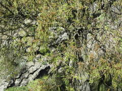 Sophora microphylla