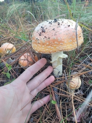 Amanita persicina