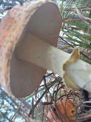 Amanita persicina
