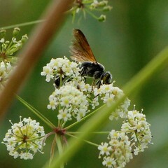 Tachytes guatemalensis