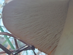 Amanita persicina