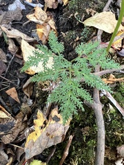 Sceptridium dissectum dissectum