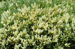 Astragalus angustifolius