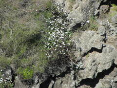 Veronica lavaudiana