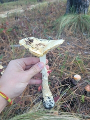 Amanita persicina