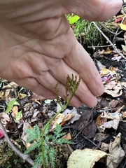 Sceptridium dissectum dissectum