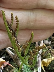 Sceptridium dissectum dissectum