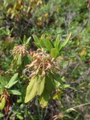 Rhododendron columbianum
