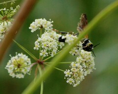 Tachytes guatemalensis