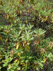Rhododendron columbianum