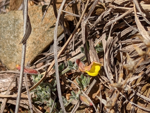 Image of Acmispon neomexicanus by (c) Ian Lane, some rights reserved (CC BY)