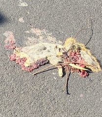 Sciurus niger