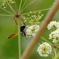 Tachytes guatemalensis