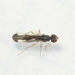 Anthomyzidae