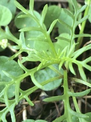 Brachyscome multifida