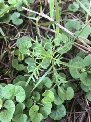 Brachyscome multifida