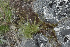 Eremogone capillaris