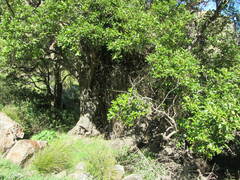 Griselinia littoralis