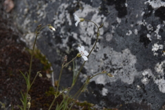 Eremogone capillaris