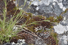 Eremogone capillaris