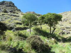 Melicytus ramiflorus