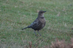 Turdus torquatus