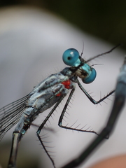 Arrenurus