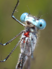 Arrenurus