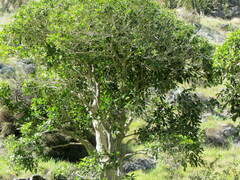 Melicytus ramiflorus