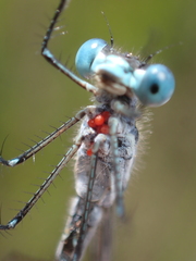 Arrenurus