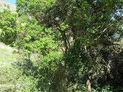 Griselinia littoralis