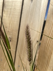 Setaria leucopila