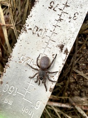 Seqocrypta jakara