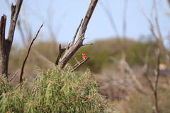 Epthianura tricolor