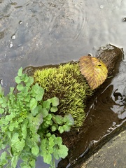 Hygrohypnella ochracea