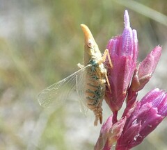 Rhynchomitra microrhina